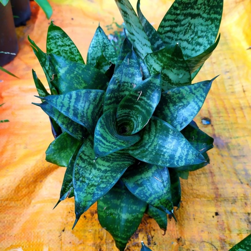 3 Cây Lưỡi Hổ Thái Lùn Màu Xanh