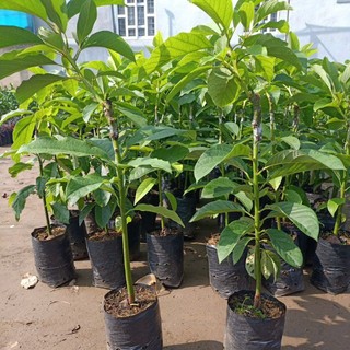 Bơ giống 034