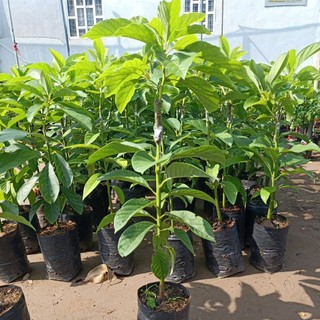 Bơ giống 034