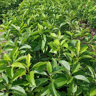 Bơ giống 034