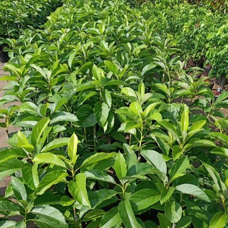Bơ giống 034