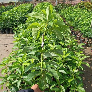 Bơ giống 034