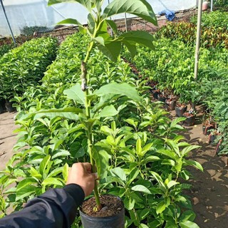 Bơ giống 034