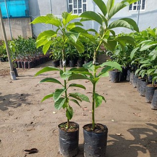 Bơ giống 034