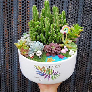Set sen đá tiểu cảnh mix theo sở thích.