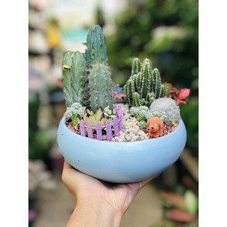Set sen đá tiểu cảnh mix theo sở thích.