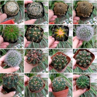 Xương rồng mini các loại