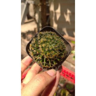 Xương rồng mini các loại