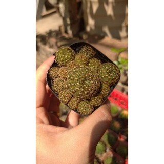 Xương rồng mini các loại