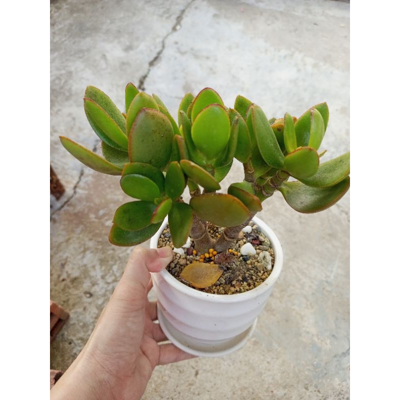Sen đá thạch bích size trung gốc to