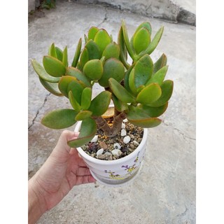 Sen đá thạch bích size trung gốc to