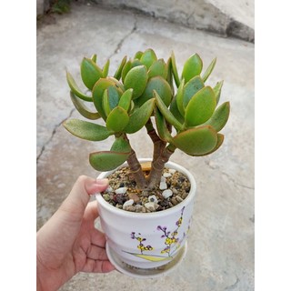 Sen đá thạch bích size trung gốc to