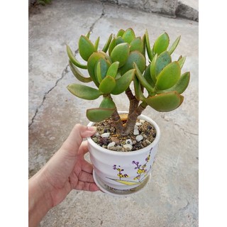 Sen đá thạch bích size trung gốc to