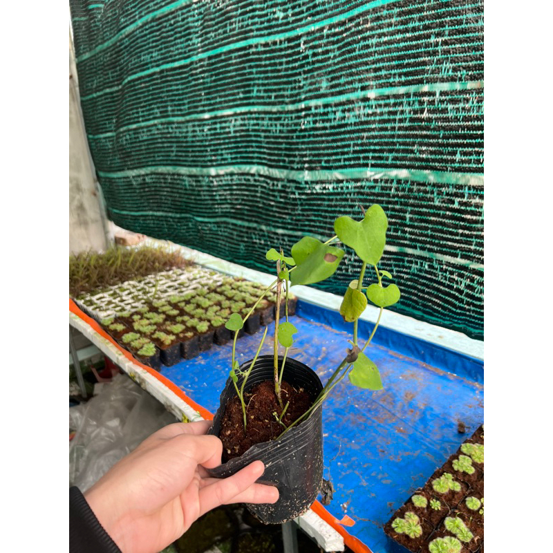 Cây aristolochia gigantea , aristolochia gigantea