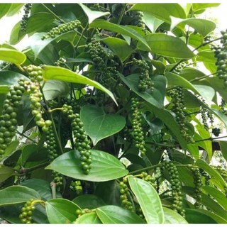 tiêu hạt Đăk Lăk 500g