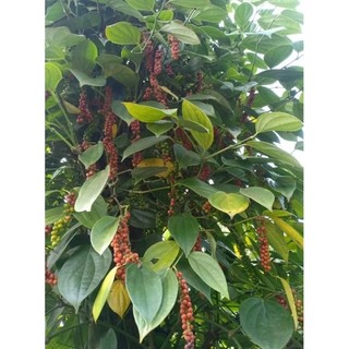 tiêu hạt Đăk Lăk 500g