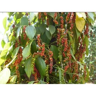 tiêu hạt Đăk Lăk 500g