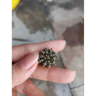 Xương rồng Gymno