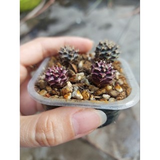 Xương rồng Gymno