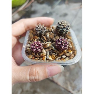 Xương rồng Gymno