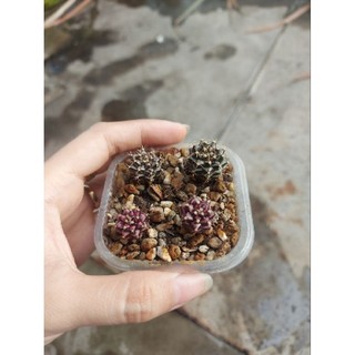 Xương rồng Gymno