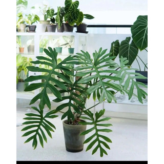 Cây Trầu bà lá xẻ Mayoi - Philodenron mayoi