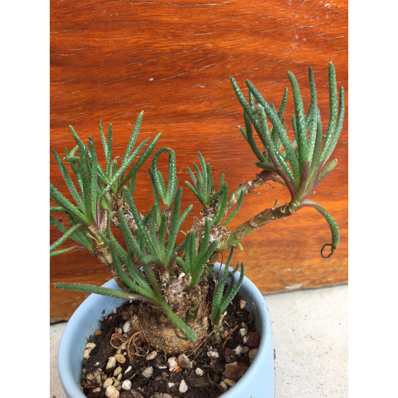 Cây thân thụ lá nhũ dáng bonsai
