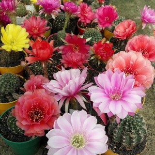 10 cây xương rồng lobi hoa ngẫu nhiên. size 2-3cm