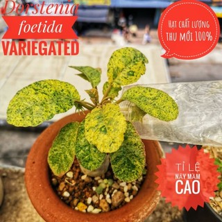 Hạt cây Mặt Trời lem đẹp (dorstenia foetida variegated)