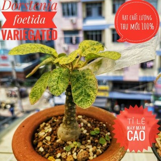 Hạt cây Mặt Trời lem đẹp (dorstenia foetida variegated)