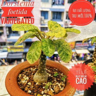 Hạt cây Mặt Trời lem đẹp (dorstenia foetida variegated)