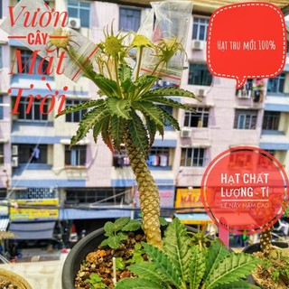 Hạt giống cây Mặt Trời lá răng cưa lá bạc Dorstenia Horwoodii hybrid