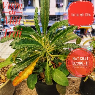 Hạt giống cây Mặt Trời lá lông vũ Dorstenia Longvu