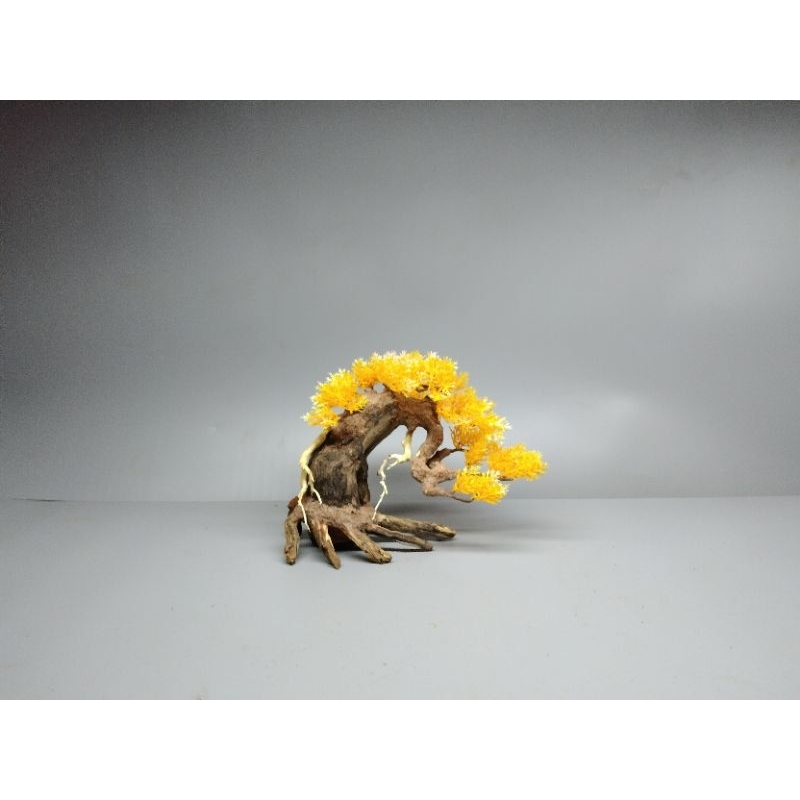 Cây gỗ lũa Bonsai tán Tùng cho hồ nhỏ ]