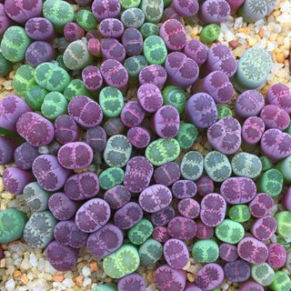 Mua 10 tặng 1- lithops tím dòng sato's violet, sen đá mông tim size 1-1,5cm