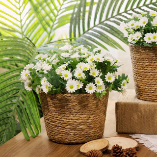 Chùm cúc họa mi, cúc tana 7 nhánh 25 bông siêu đẹp - Shop hoa Thùy Chi