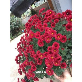Cây giống cúc cổ sơn la bầu ổn định