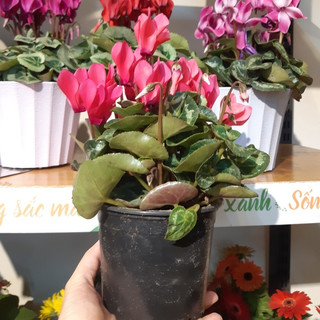 Hoa anh thảo MIX CHẬU để bàn