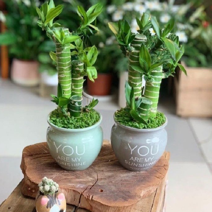 Cây phát tài MIX CHẬU để bàn