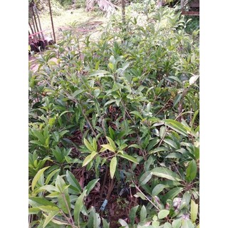 Cây giống Sabo mehico (cây ghép cành hoặc cây chiết)
