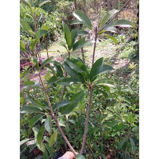 Cây giống Sabo mehico (cây ghép cành hoặc cây chiết)
