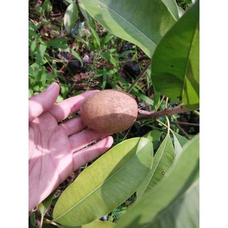Cây giống Sabo mehico