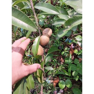 Cây giống Sabo mehico (cây ghép cành hoặc cây chiết)