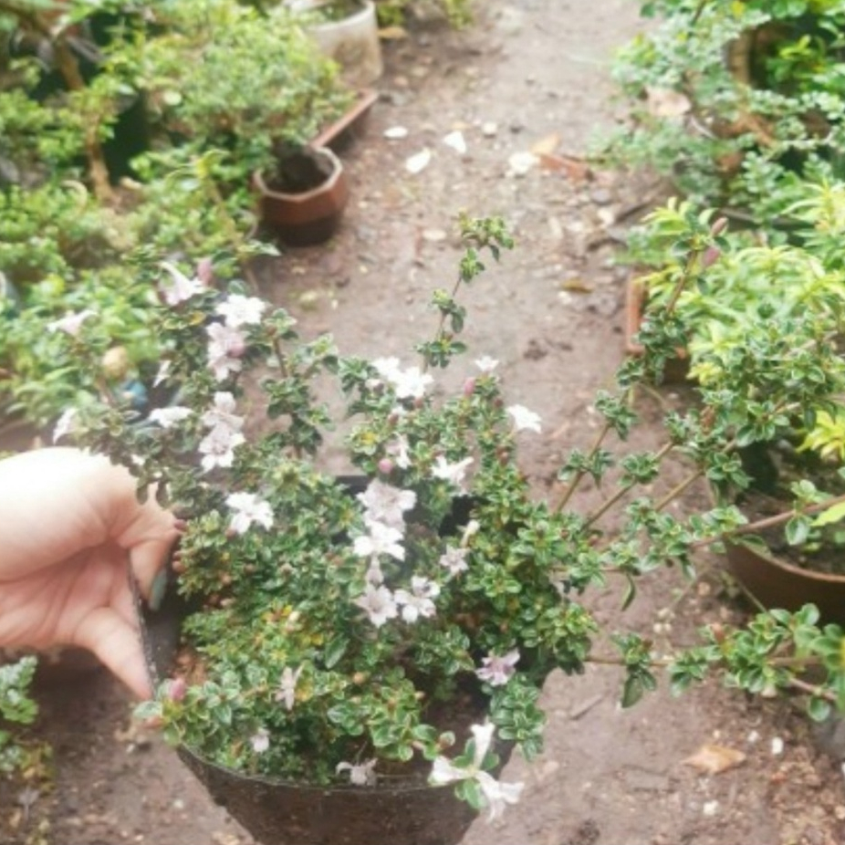 Hồng loan mai SIÊU BÔNG