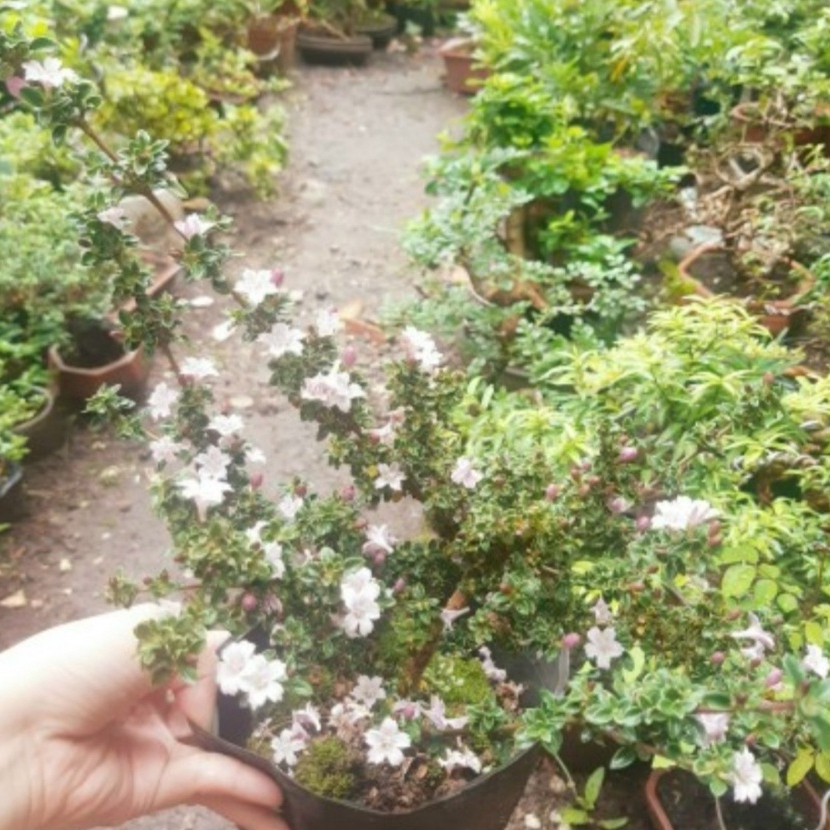 Hồng loan mai SIÊU BÔNG