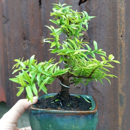 Mai chiếu thủy bonsai mini TẶNG CHẬU