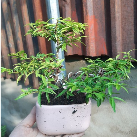 Mai chiếu thủy bonsai mini TẶNG CHẬU