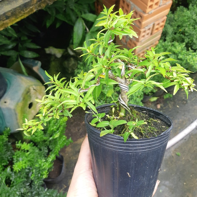 Mai chiếu thủy bonsai mini TẶNG CHẬU