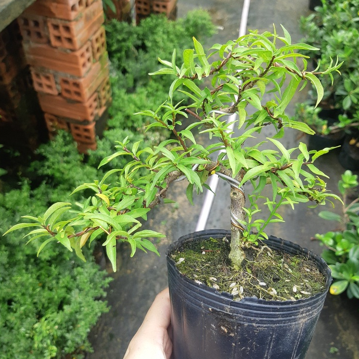 Mai chiếu thủy bonsai mini TẶNG CHẬU