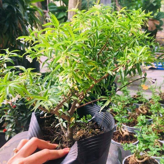 Mai chiếu thủy bonsai mini TẶNG CHẬU